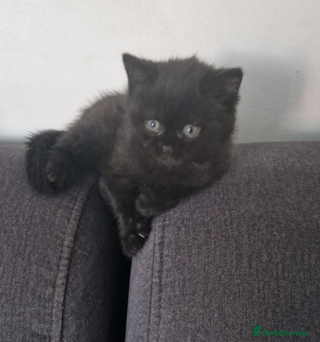 British Shorthair cats for sale: 4 British Shorthair  - Image 8