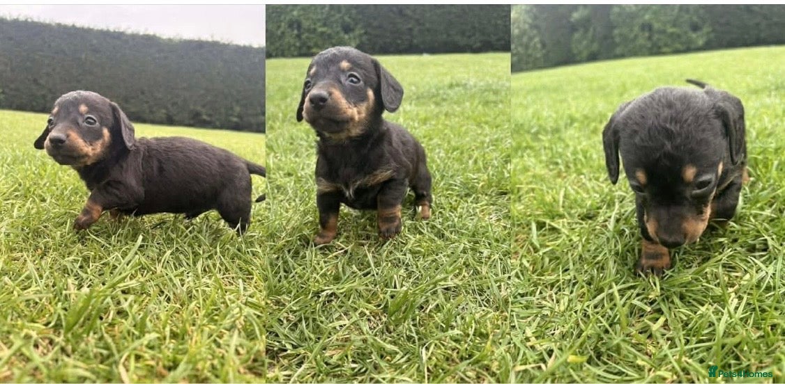 Dachshund dogs for sale: Is Rosie the Puppy for you ? - Advert 3