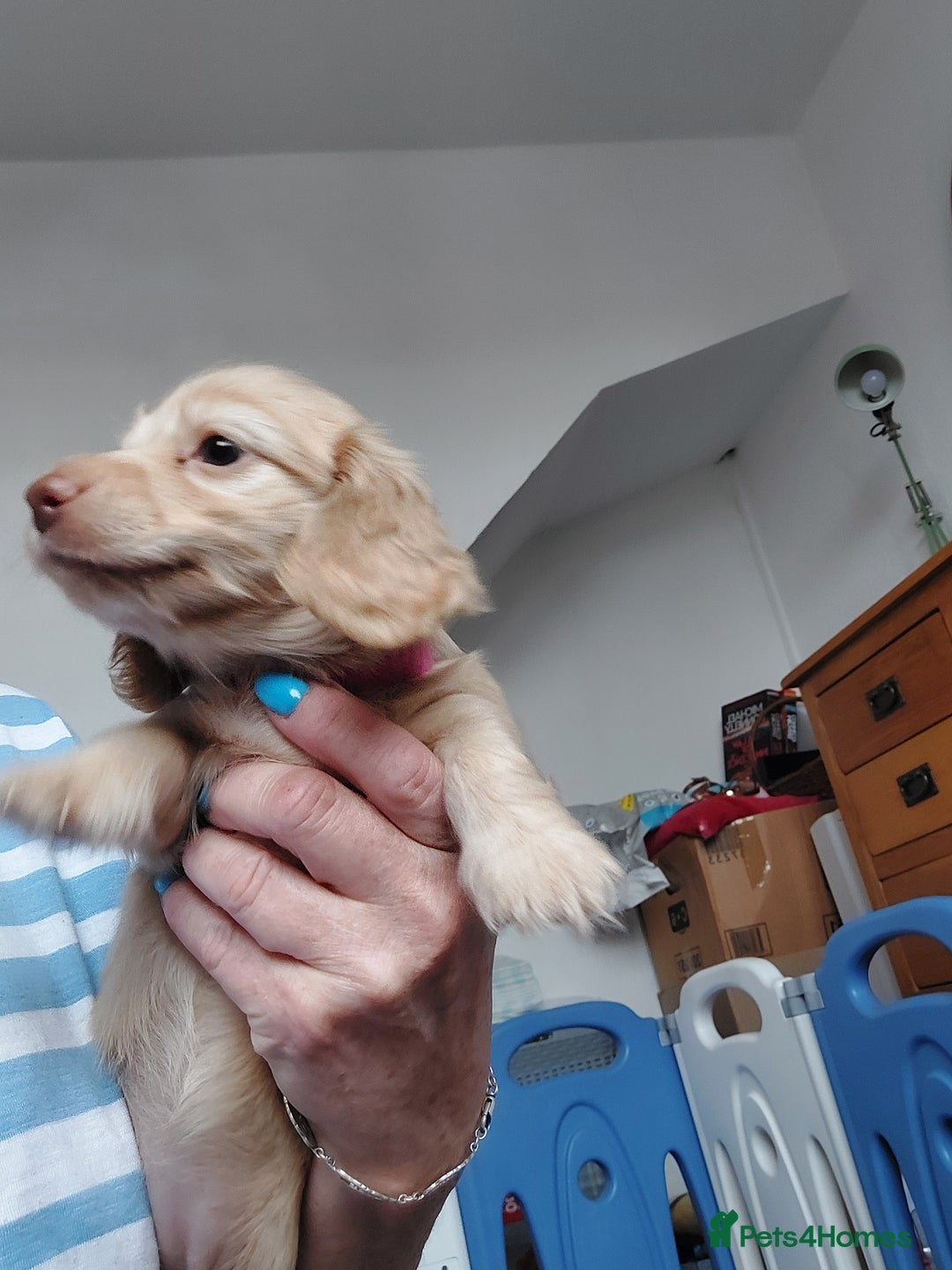 Miniature Dachshund dogs for sale: KC REG PRA CLEAR CREAM LONG HAIRED MINI DACHSHUNDS - Image 7