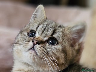 Mixed Breed cats - Advert 15