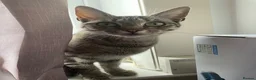 Australian Mist cats for sale: beautiful girl in Kirkcaldy - Advert 5