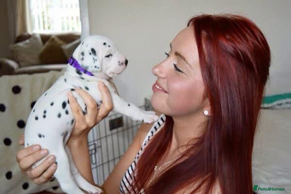 Dalmatian dogs ** Exceptional Dalmatian Puppies ** - Advert 3
