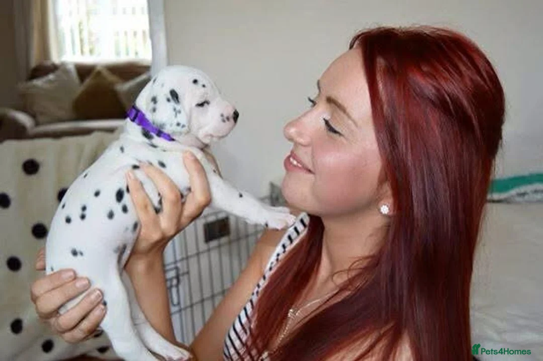 Dalmatian dogs for sale: Exceptional Dalmatian Puppies.  - Advert 4
