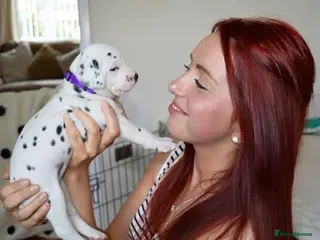 Dalmatian dogs ** Exceptional Dalmatian Puppies ** - Advert 4