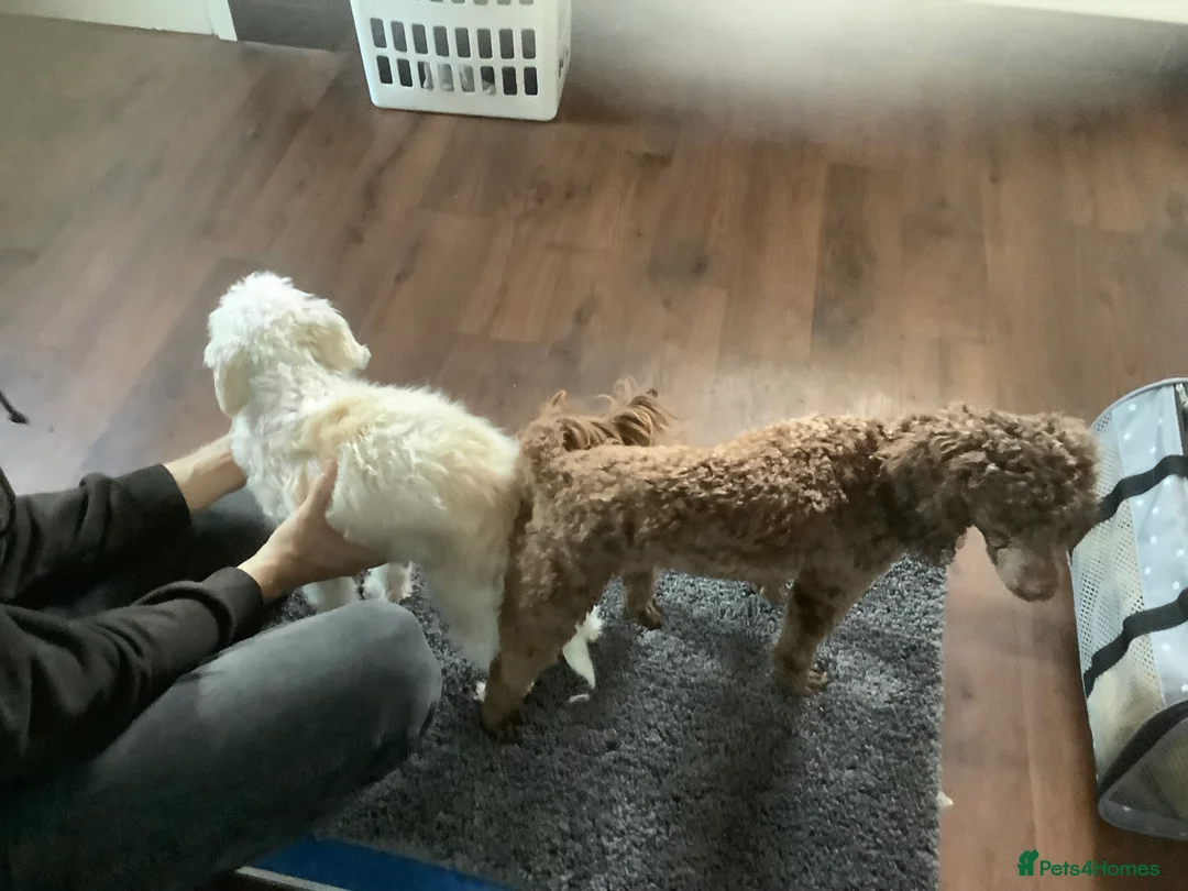 Miniature Poodle dogs for stud: Kc chocolate miniature poodle in Wakefield - Advert 9