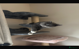 Ragdoll cats for sale: 1 ragdoll kitten & 1 black short hair  - Advert 5