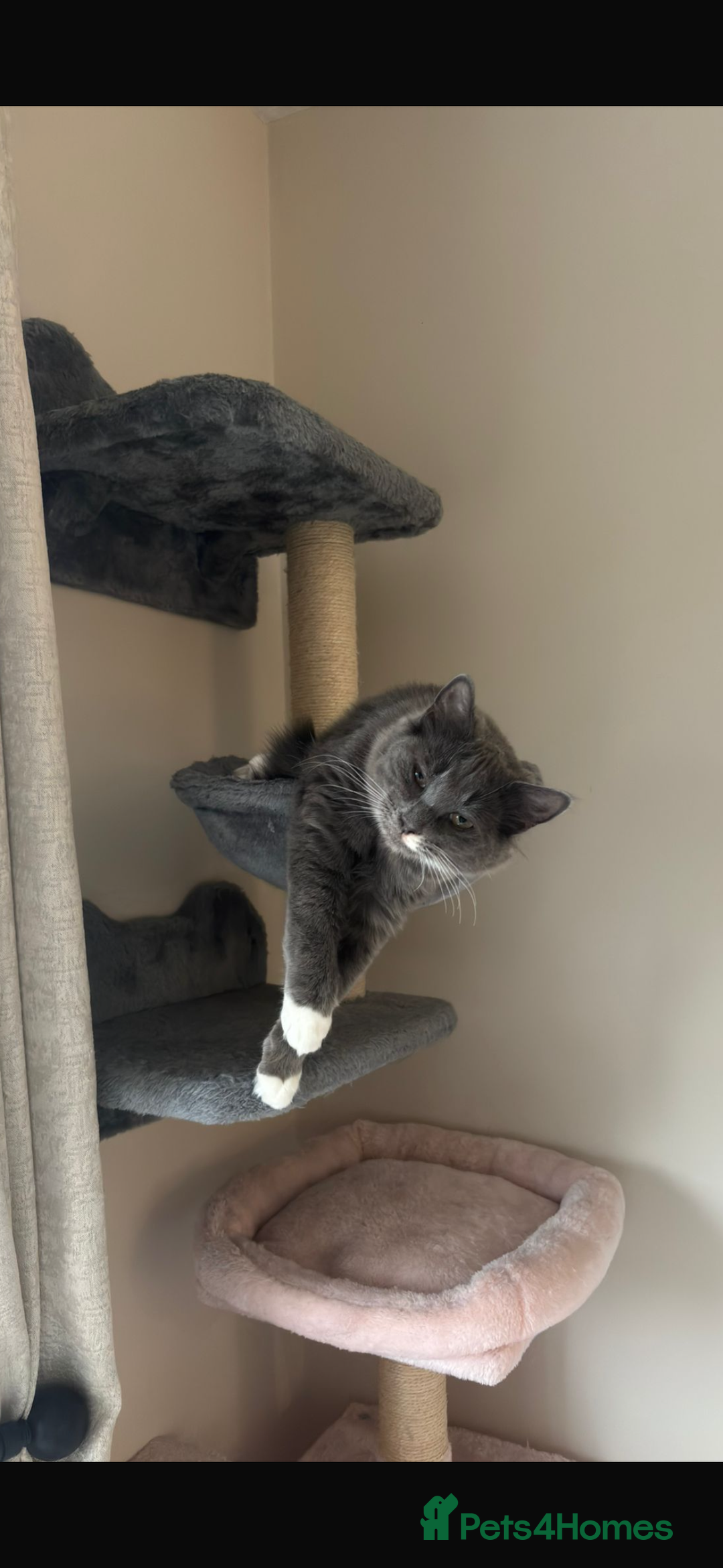 Ragdoll cats for sale: 1 ragdoll kitten & 1 black short hair  - Advert 5