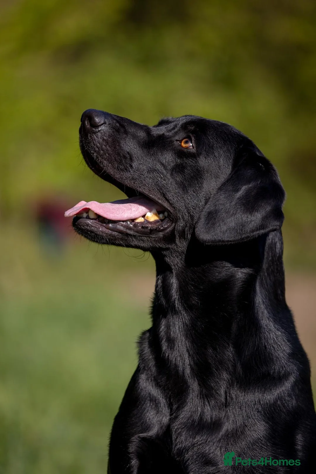Labrador Retriever dogs for stud: Black Labrador Stud - Carries Yellow - Advert 14