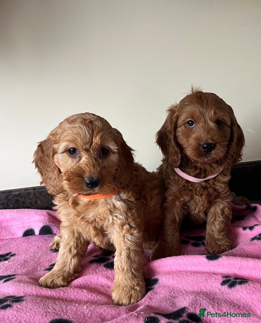 Cockapoo dogs for sale: Cockapoo puppies  - Image 14