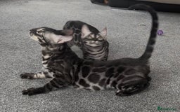 Bengal cats for sale: Exceptional breed quality bengals  - Image 3