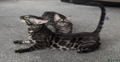 Bengal cats - Advert 4