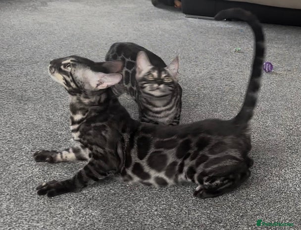 Bengal cats - Advert 13
