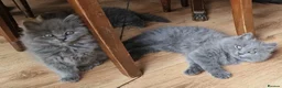 British Longhair cats for sale: Gorgeous British Blue longhair kittens - Advert 26