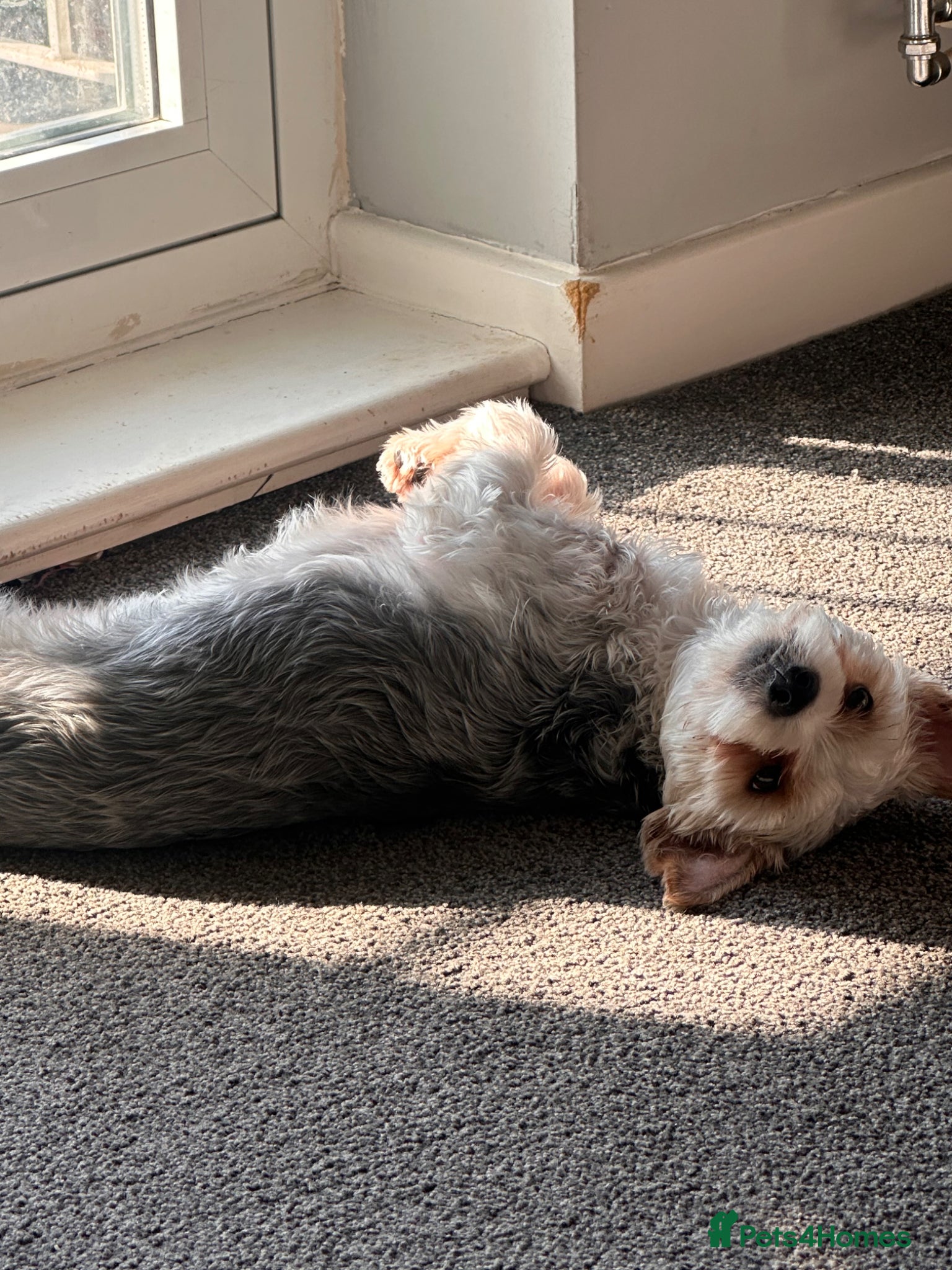 Biewer Terrier dogs Rio Biewer terrier 10 month old puppy - Advert 5
