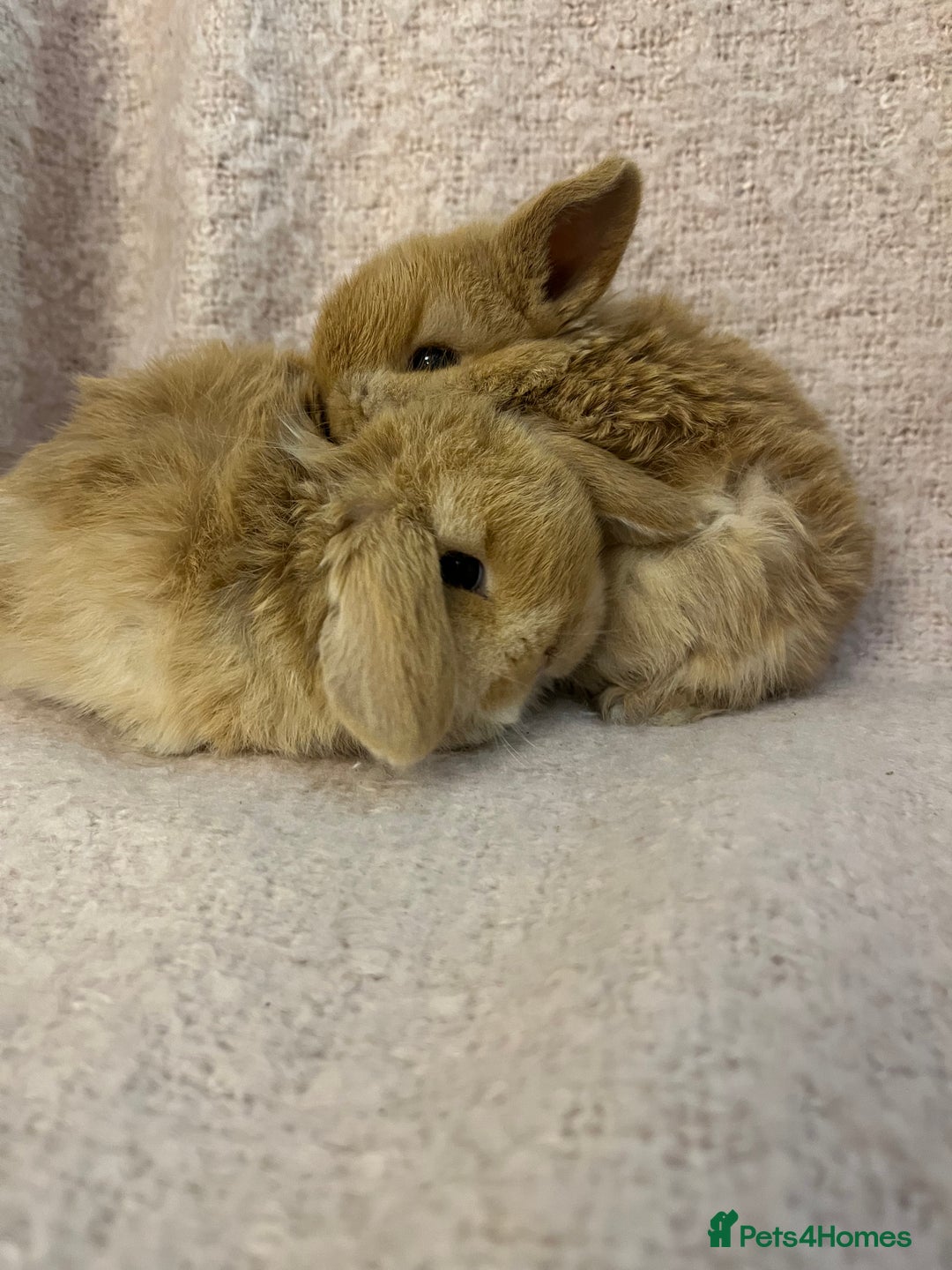 Mini Lop rabbits for sale: Gorgeous mini lops  - Advert 20