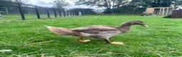 Ducks poultry for sale: Muscovy Drakes looking for new homes  - Advert 3