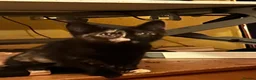 Domestic Shorthair cats for sale: 5 beautiful kittens  in Bromsgrove - Advert 6