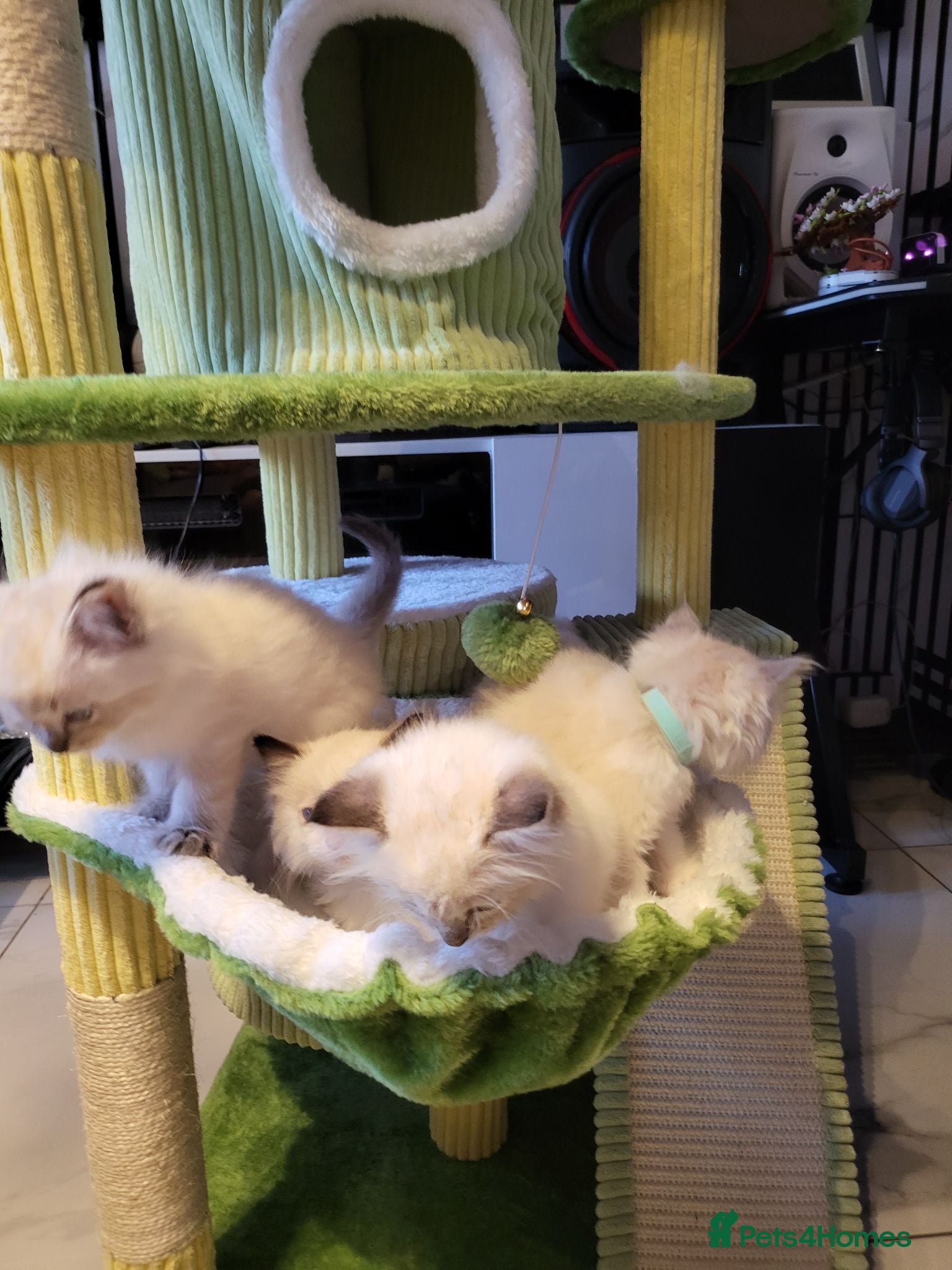 Ragdoll cats Ragdoll kittens - Advert 2