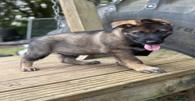 German Shepherd dogs - Advert 7