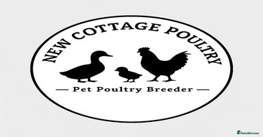 Chickens poultry Pekin Bantam Hens in a range of colours  - Advert 4