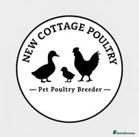 Chickens poultry Pekin Bantam Hens in a range of colours - Advert 1