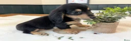 Miniature Dachshund dogs for sale: (3left, ready) Long haired miniature Dachshund  - Advert 18