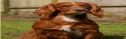 Cocker Spaniel dogs for sale: Working cocker spaniel puppies - Advert 4