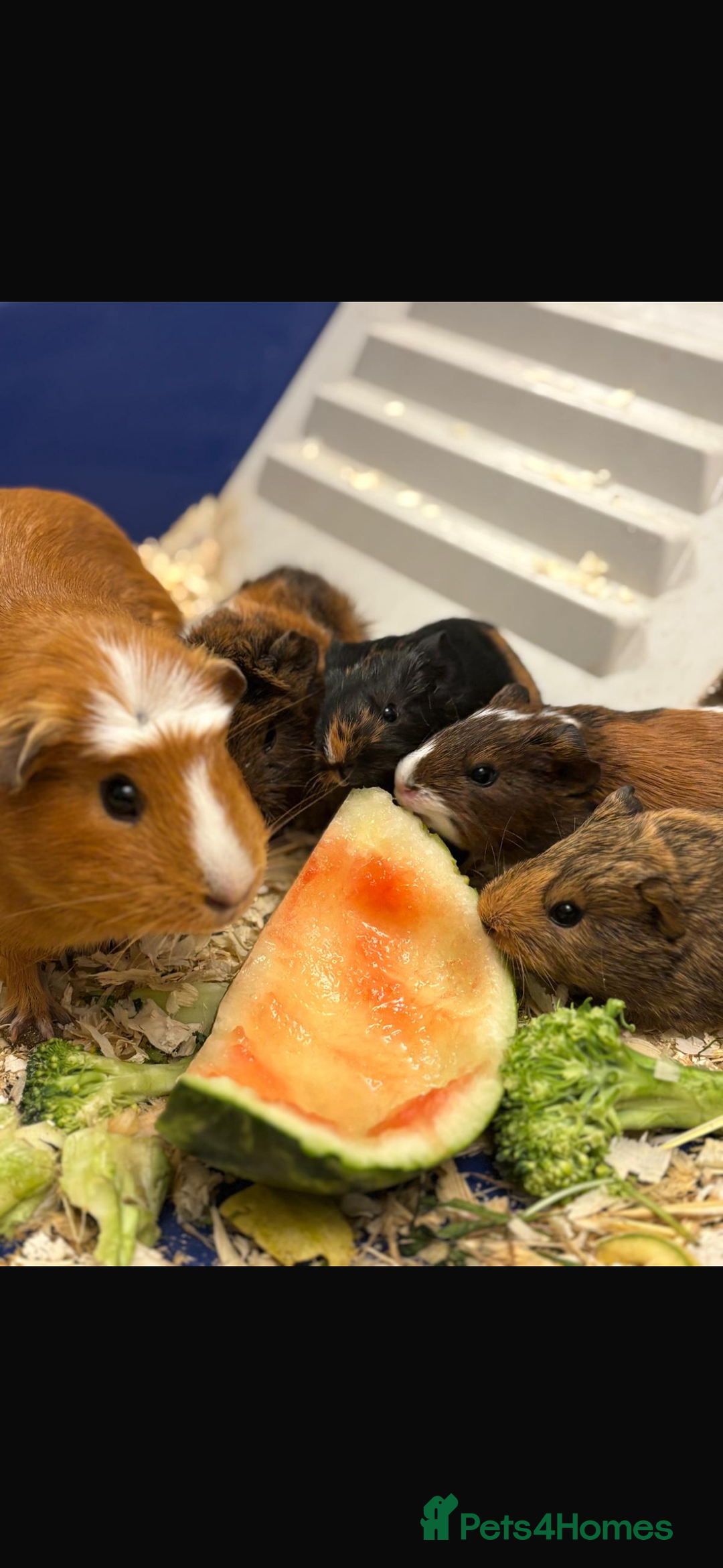 Guinea Pig rodents for sale: Two bonded male guinea pigs  - Image 8