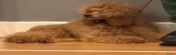 Toy Poodle dogs for stud: Toy Poodle Stud Dog - Advert 4