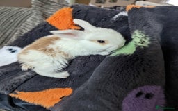 Mini Lion Lop rabbits for sale: Lion/lop bunnies  - Image 11