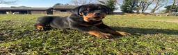Rottweiler dogs for sale: KC Registered Rottweiler Puppies - Advert 14
