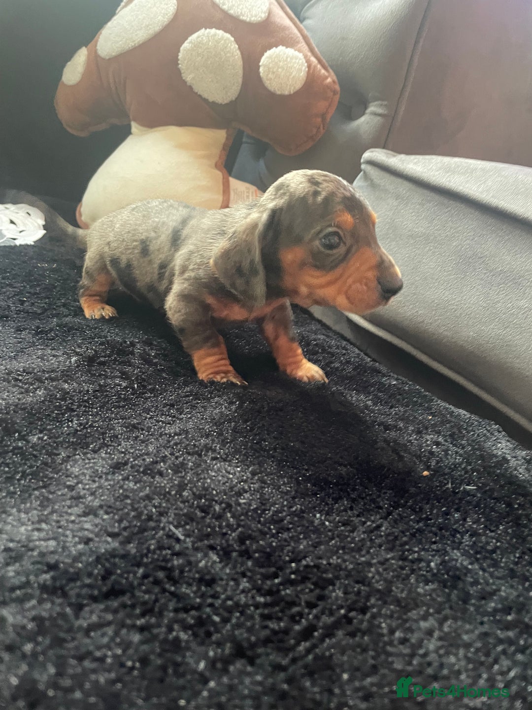 Miniature Dachshund dogs for sale: Beautiful litter of miniature dachshunds - Image 13