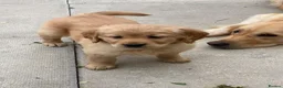 Golden Retriever dogs for sale: A happy healthy family companion  - Advert 6