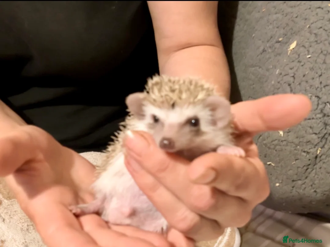 Pygmy Hedgehog rodents for sale: African Pygmy Hedgehog hoglet  baby’s  - Advert 1