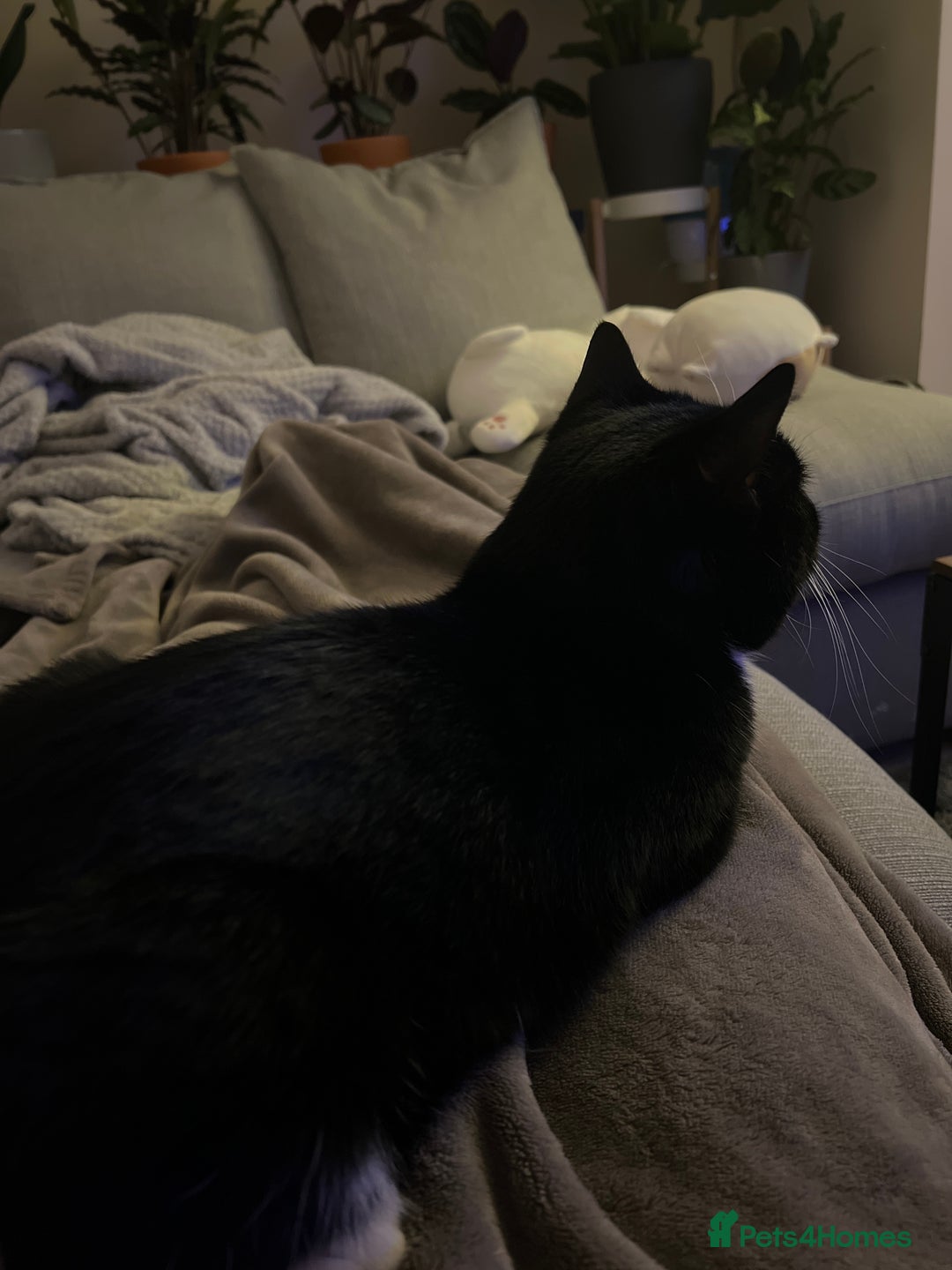 Domestic Shorthair cats for sale: 4 Year Old Moggie Looking For A New Home - Image 3