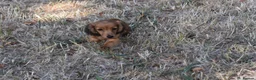 Miniature Dachshund dogs for sale: Fully vaccinated Kc reg last girl  - Advert 4