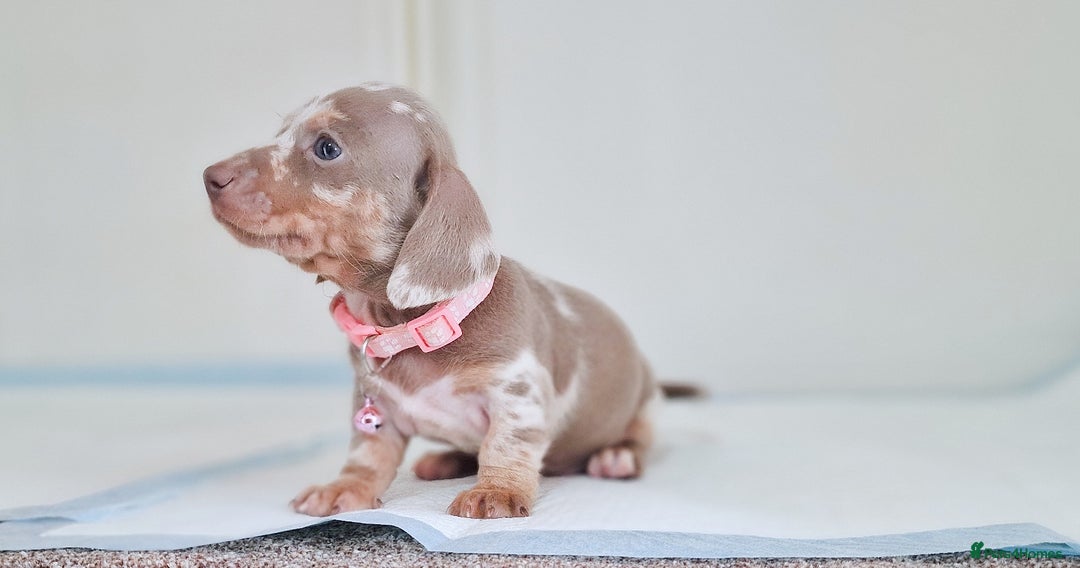 Dachshund dogs for sale: BLUE DAPPLE FEMALE AVAILABLE  - Image 5