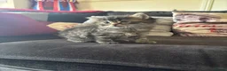 Mixed Breed cats for sale: 7 ragdoll cross kittens  - Advert 2