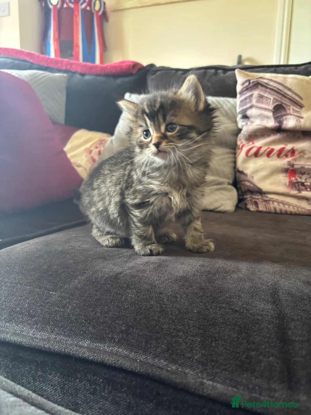 Mixed Breed cats for sale: 7 ragdoll cross kittens  - Advert 2
