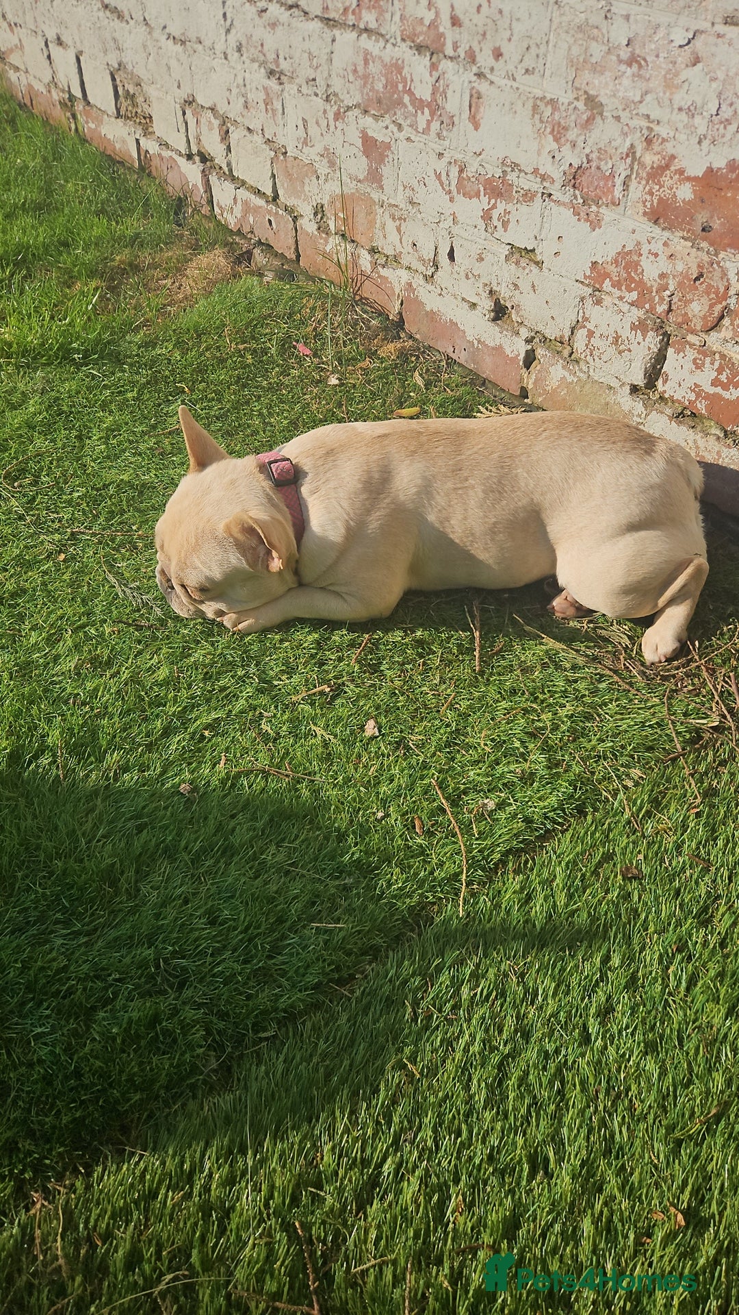 French Bulldog dogs for sale: Adorable 2-Year-Old platinum French bulldog - Image 3