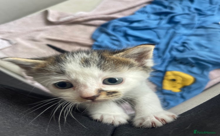 American Shorthair cats ONLY ONE REMAINING TABBY/WHITE MIX MALE KITTEN - Advert 1