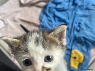 American Shorthair cats ONLY ONE REMAINING TABBY/WHITE MIX MALE KITTEN - Advert 1