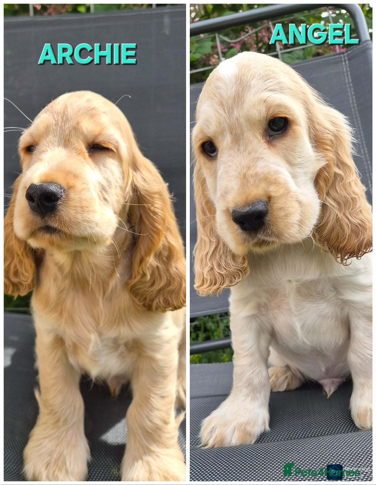 Cocker Spaniel dogs English Cocker Spaniel 2 puppies available  - Advert 5