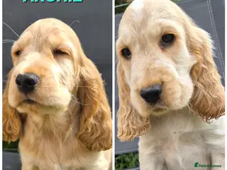 Cocker Spaniel dogs English Cocker Spaniel 2 puppies available - Advert 12