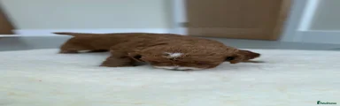 Cockapoo 6