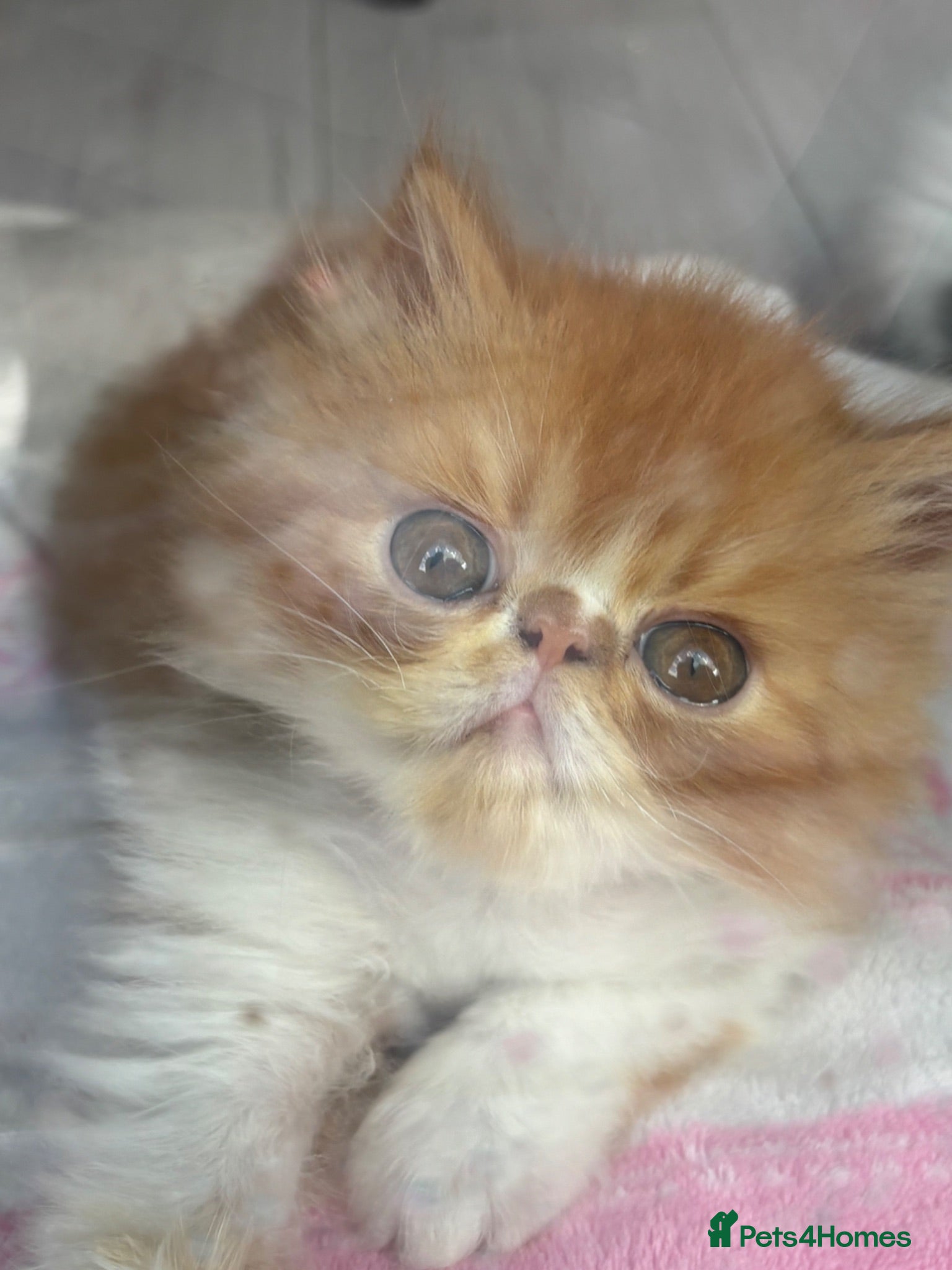 Persian cats 💖💖🐈💙💙 Persian kittens 💙💙🐈‍⬛💖💖 - Advert 19