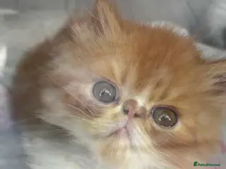 Persian cats 💖💖🐈💙💙 Persian kittens 💙💙🐈⬛💖💖 - Advert 7