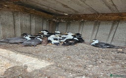 Softbills birds for sale: Call ducks - Image 2