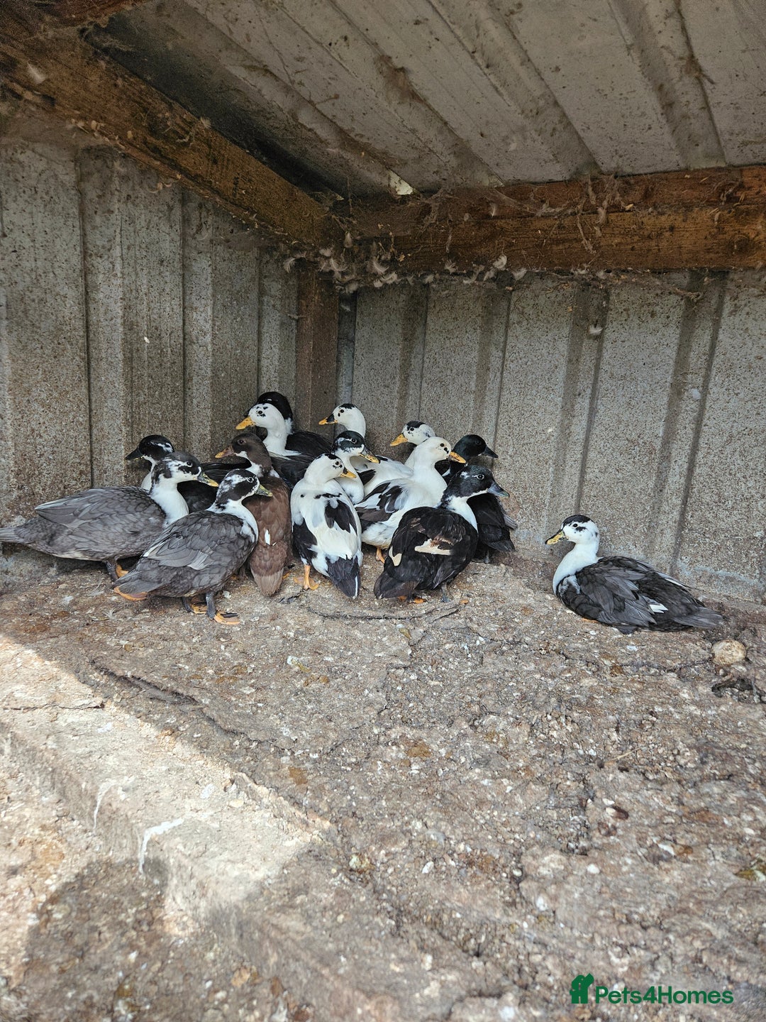 Softbills birds for sale: Call ducks - Image 2