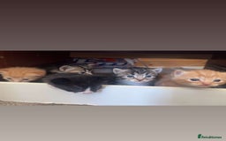 Mixed Breed cats for sale: Half calico and half ginger-tuxedo kittens - Image 1